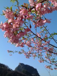 河津桜