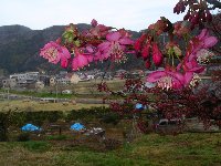 隠居桜 隠居桜
