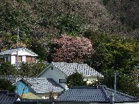 禅宗院桜 禅宗院桜