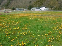 那賀の花畑 那賀の花畑