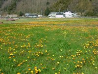 那賀の花畑