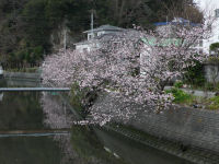 南川の桜