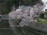 南川の桜 南川の桜
