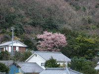 石部禅宗院の「禅宗院桜」 石部禅宗院の「禅宗院桜」