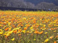 那賀大規模花畑 那賀大規模花畑