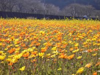 那賀大規模花畑