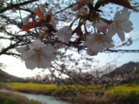 那賀川伏倉橋