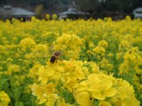 花の三聖苑 花の三聖苑