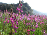 岩科金沢地区の花壇