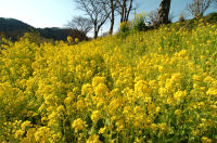 那賀川河川敷の菜の花