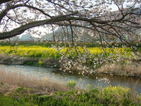早咲き桜と菜の花 早咲き桜と菜の花