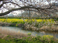 早咲き桜と菜の花