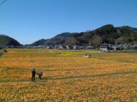 那賀大規模花畑 那賀大規模花畑
