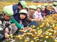 那賀大規模花畑 那賀大規模花畑