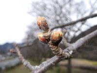那賀バイパス桜 那賀バイパス桜