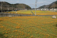 那賀花畑 那賀花畑