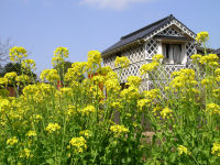 菜の花 菜の花