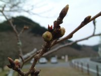 那賀バイパス桜 那賀バイパス桜