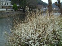 ユキヤナギ ユキヤナギ