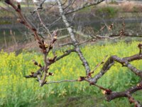 那賀バイパス桜 那賀バイパス桜