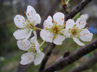 スモモの花