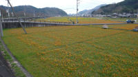 今日の那賀花畑 今日の那賀花畑