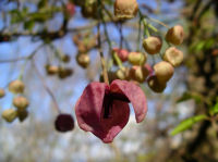 アケビの花