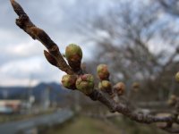 那賀バイパス桜