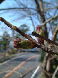 室岩洞桜