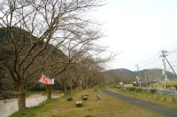 那賀バイパスの桜