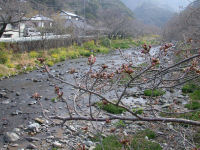 大沢温泉の桜 大沢温泉の桜