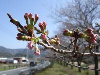 那賀バイパス桜