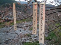 大沢温泉桜 大沢温泉桜
