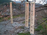 大沢温泉桜