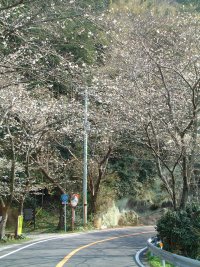 室岩洞桜