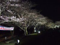 那賀バイパス桜並木ライトアップ 那賀バイパス桜並木ライトアップ