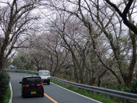 室岩洞の桜 室岩洞の桜