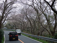 室岩洞の桜