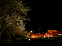 那賀川堤の桜並木 那賀川堤の桜並木