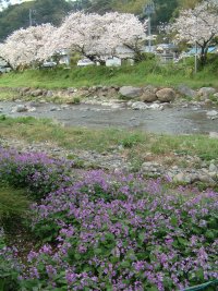 桜とムラサキハナナ