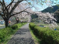 桜 桜