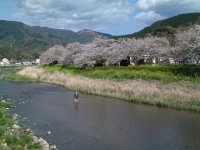 桜落花盛ん 桜落花盛ん