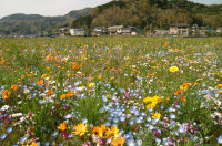 那賀大規模花畑