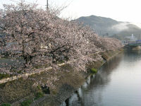 那賀川と桜 那賀川と桜