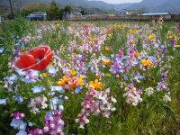 花畑 花畑
