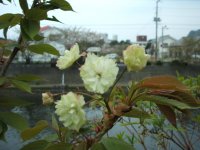 御衣黄桜咲き始め