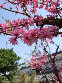 桃の花 桃の花