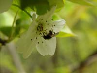 梨の花の密を吸いに来た虫