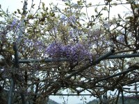 藤の花と八重桜 藤の花と八重桜