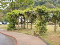 ムベの花 ムベの花